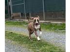 Adopt Junior a Pit Bull Terrier