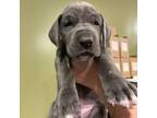 Great Dane Puppy for sale in New Durham, NH, USA