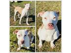 Adopt APOLLO a Pit Bull Terrier