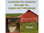 Adopt OSCAR BARN CAT a Domestic Short Hair