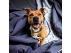 Adopt Bash a Terrier, Mixed Breed
