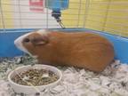 Adopt HENRY a Guinea Pig