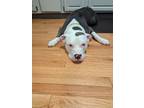 Adopt Harley a Pit Bull Terrier, American Staffordshire Terrier