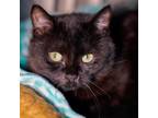 Adopt Not Betty, Now Berry a Domestic Short Hair