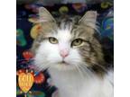 Adopt Brooks a Domestic Long Hair, Domestic Short Hair