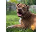 Adopt Draco a Pit Bull Terrier, Mixed Breed