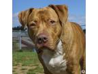 Adopt Draco a Pit Bull Terrier, Mixed Breed