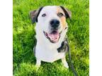 Adopt Bungee a Mixed Breed