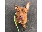 Adopt Isaac a American Staffordshire Terrier