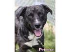 Adopt Peteese a Australian Shepherd, German Shepherd Dog