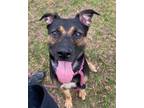Adopt MARCUS a Rottweiler, Mixed Breed