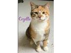 Adopt COZETTE a Domestic Short Hair