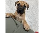 Adopt Torch a Mixed Breed