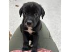 Adopt Soot a Labrador Retriever, Mixed Breed