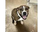 Adopt Tennessee DIKO 3 a Pit Bull Terrier