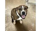 Adopt Tennessee ER a Pit Bull Terrier