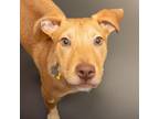 Adopt FIG a Pit Bull Terrier, Mixed Breed