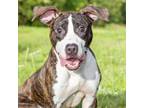 Adopt ZED a Pit Bull Terrier, Mixed Breed