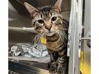 Adopt GIBBOUS a Domestic Short Hair