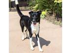 Adopt CHA CHA a Collie, Mixed Breed