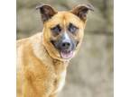 Adopt SAILOR a German Shepherd Dog