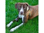 Adopt XANDER a Pit Bull Terrier, Mixed Breed