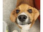 Adopt Rusty a Corgi, Beagle