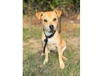 Adopt Crater a Labrador Retriever, Mixed Breed