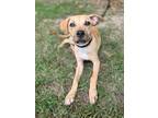 Adopt Denali a Labrador Retriever, Mixed Breed