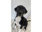 Adopt Chowder a Black Mouth Cur, Mixed Breed
