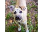 Adopt Dougie a Black Mouth Cur