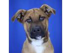 Adopt Kolton- 041807S a Black Mouth Cur