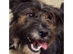 Adopt Fred- 041808S a Scottish Terrier