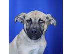 Adopt Kaison- 041806S a Black Mouth Cur