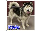 Adopt Kody a Siberian Husky, Mixed Breed