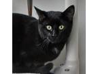 Adopt Mister Mittens a Domestic Short Hair