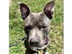 Adopt Daniel a American Staffordshire Terrier