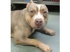 Adopt Stone a American Staffordshire Terrier
