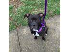 Adopt Mark a American Staffordshire Terrier