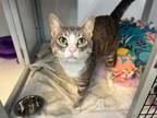 Adopt Hayze a Domestic Short Hair