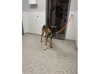 Adopt 55750263 a Belgian Shepherd / Malinois, Mixed Breed