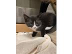 Adopt Sprout a Domestic Short Hair