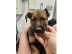Adopt 55754886 a Labrador Retriever, German Shepherd Dog