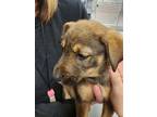 Adopt 55754922 a Labrador Retriever, German Shepherd Dog