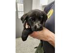 Adopt 55754845 a Labrador Retriever, Mixed Breed