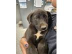 Adopt 55754910 a Labrador Retriever, Mixed Breed