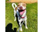 Adopt Colby Cheese a Mixed Breed