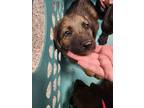 Adopt 55754836 a Labrador Retriever, German Shepherd Dog