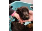 Adopt 55754894 a Labrador Retriever, German Shepherd Dog
