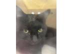 Adopt Onyx a Domestic Short Hair